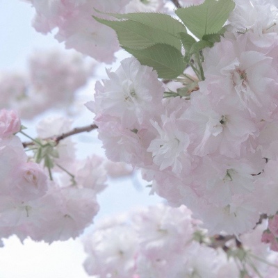 文登FurryQQ群介绍